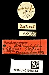 Brachypeplus latus•All Rights ReservedMuseum Label