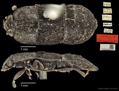 Brachypeplus latus•&copy; Ang Yuchen•CC BY 4.0