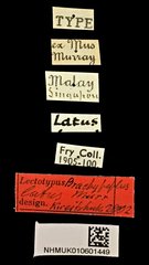 Brachypeplus latus•All Rights ReservedMuseum Label