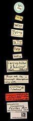 Carpophilus•All Rights ReservedMuseum Label
