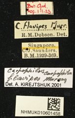 Carpophilus•All Rights ReservedMuseum Label