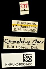 Carpophilus dimidiatus•All Rights ReservedMuseum Label