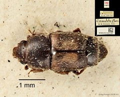 Carpophilus dimidiatus•&copy; Ang Yuchen•CC BY 4.0