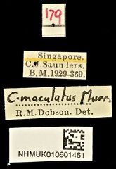 Carpophilus dimidiatus•All Rights ReservedMuseum Label