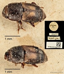 Carpophilus dimidiatus•&copy; Ang Yuchen•CC BY 4.0