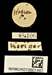 Carpophilus dimidiatus•All Rights ReservedMuseum Label