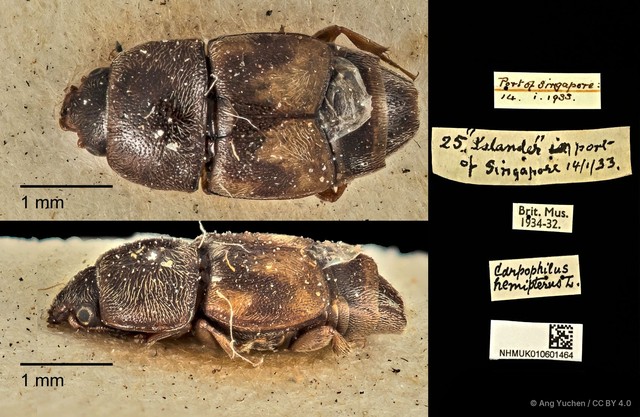 Carpophilus hemipterus•&copy; Ang Yuchen•CC BY 4.0
