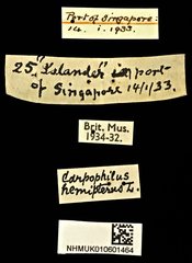 Carpophilus hemipterus•All Rights ReservedMuseum Label