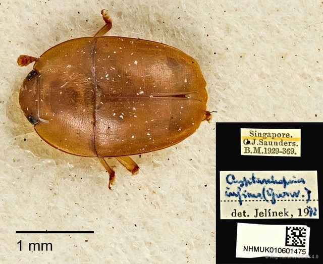 Cryptarcha•&copy; Ang Yuchen•CC BY 4.0