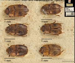 Epuraea (Haptoncus) ocularis•&copy; Ang Yuchen•CC BY 4.0