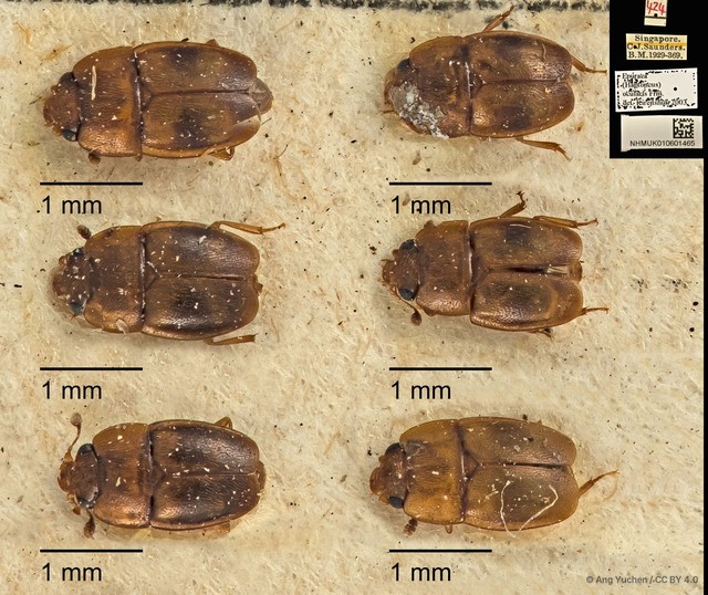 Epuraea (Haptoncus) ocularis•&copy; Ang Yuchen•CC BY 4.0