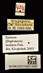 Epuraea (Haptoncus) ocularis•All Rights ReservedMuseum Label