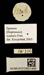 Epuraea (Haptoncus) ocularis•All Rights ReservedMuseum Label