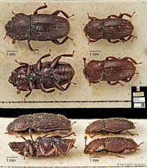 Megauchenia angustata•&copy; Ang Yuchen•CC BY 4.0