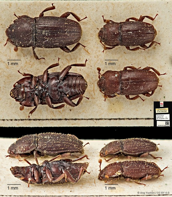 Megauchenia angustata•&copy; Ang Yuchen•CC BY 4.0