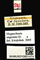 Megauchenia angustata•All Rights ReservedMuseum Label