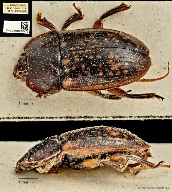 Phenolia (Lasiodites) picta•&copy; Ang Yuchen•CC BY 4.0