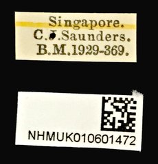 Phenolia (Lasiodites) picta•All Rights ReservedMuseum Label