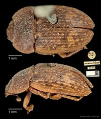 Phenolia (Lasiodites) picta•&copy; Ang Yuchen•CC BY 4.0