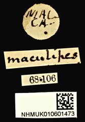 Phenolia (Lasiodites) picta•All Rights ReservedMuseum Label