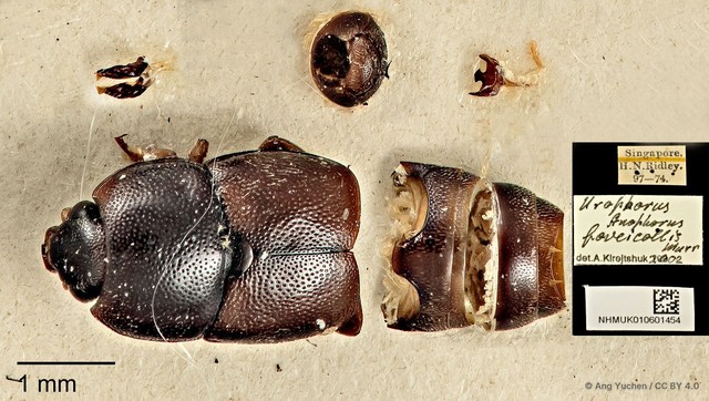 Urophorus humeralis•&copy; Ang Yuchen•CC BY 4.0