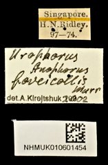 Urophorus humeralis•All Rights ReservedMuseum Label
