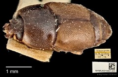 Urophorus humeralis•&copy; Ang Yuchen•CC BY 4.0