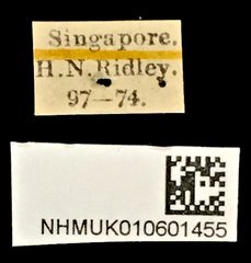 Urophorus humeralis•All Rights ReservedMuseum Label