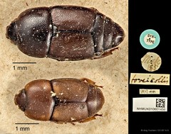 Urophorus humeralis•&copy; Ang Yuchen•CC BY 4.0