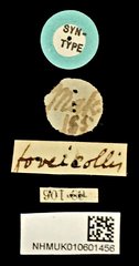 Urophorus humeralis•All Rights ReservedMuseum Label