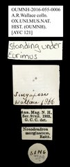 Nosodendron marginatum•All Rights ReservedMuseum Label