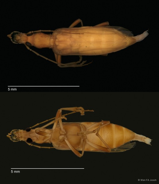 Oedemeridae sp. "ZRCBPD0056123"•&copy; Wan FA Jusoh•All Rights Reserved