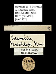 Aceraius moeschleri•All Rights ReservedMuseum Label