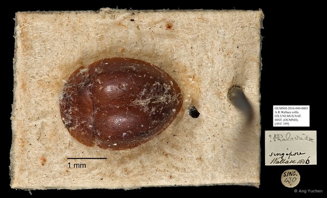 Phalacridae sp. "AYC 195"•&copy; Ang Yuchen•All Rights Reserved