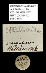 Phalacridae sp. "AYC 195"•All Rights ReservedMuseum Label