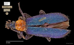 Prionocerus coeruleipennis•&copy; Ang Yuchen•All Rights Reserved