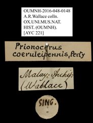 Prionocerus coeruleipennis•All Rights ReservedMuseum Label