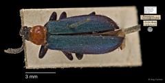 Prionocerus coeruleipennis•&copy; Ang Yuchen•All Rights Reserved