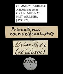 Prionocerus coeruleipennis•All Rights ReservedMuseum Label