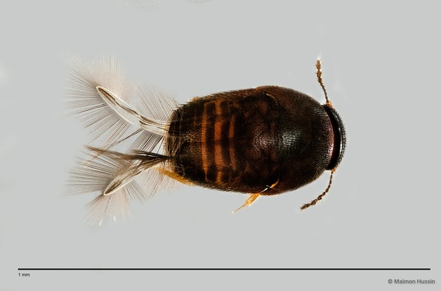 Ptiliidae sp. "ZRCBDP0057524"•&copy; Maimon Hussin•All Rights Reserved