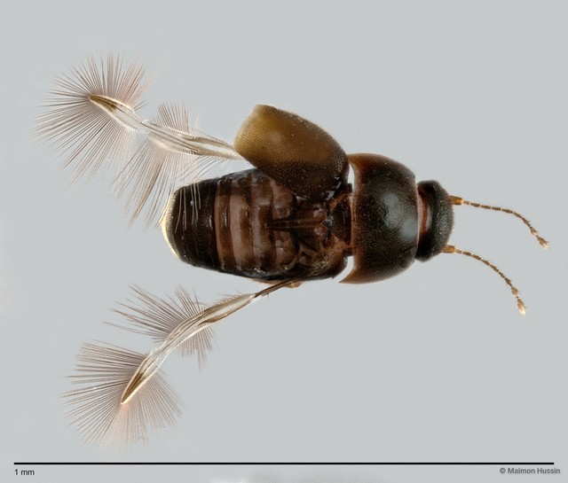 Ptiliidae sp. "ZRCBDP0060030"•&copy; Maimon Hussin•All Rights Reserved