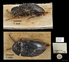 Ptilodactylidae sp. "AYC 157"•&copy; Ang Yuchen•All Rights Reserved