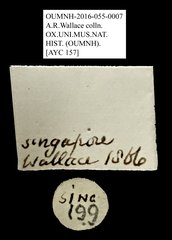 Ptilodactylidae sp. "AYC 157"•All Rights ReservedMuseum Label