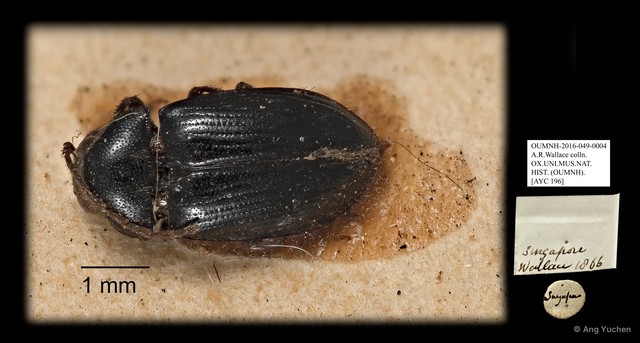 Ptilodactylidae sp. "AYC 196"•&copy; Ang Yuchen•All Rights Reserved