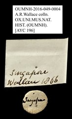 Ptilodactylidae sp. "AYC 196"•All Rights ReservedMuseum Label