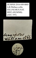 Ptilodactylidae sp. "AYC 197"•All Rights ReservedMuseum Label