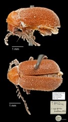 Ptininae sp. "AYC 116"•&copy; Ang Yuchen•All Rights Reserved
