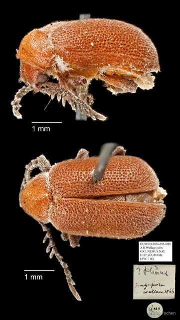 Ptininae sp. "AYC 116"•&copy; Ang Yuchen•All Rights Reserved