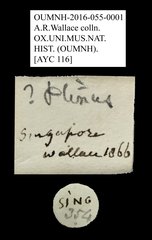Ptininae sp. "AYC 116"•All Rights ReservedMuseum Label