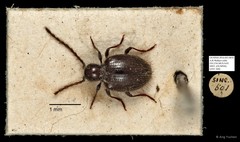 Ptininae sp. "AYC 268"•&copy; Ang Yuchen•All Rights Reserved